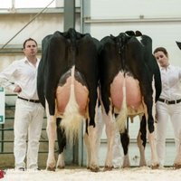 Crovalley Holsteins (@crovalley) 's Twitter Profile