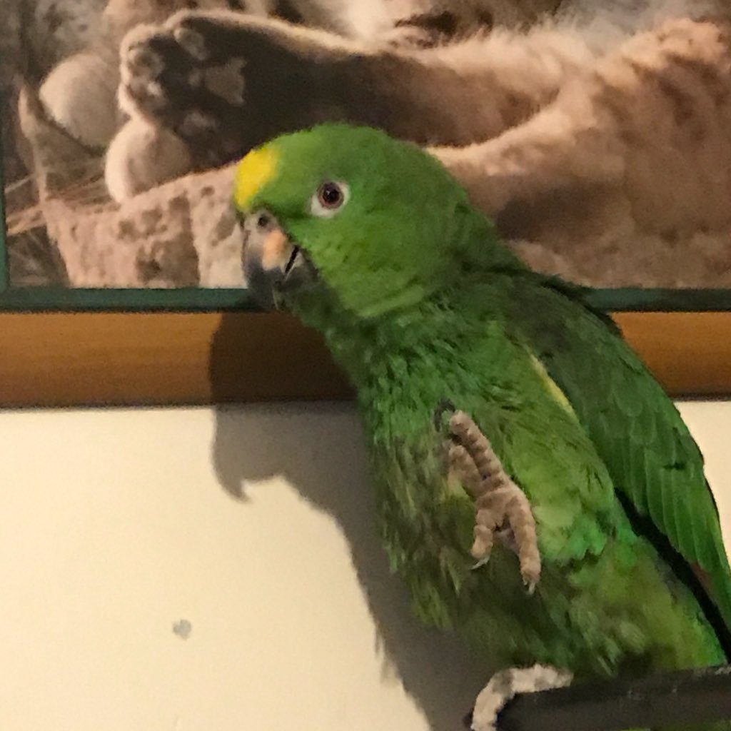my name is Bear. my brother, Tucker has moved home but will still share his new photos and videos. I am a 6 year old Amazon and I love banana chips