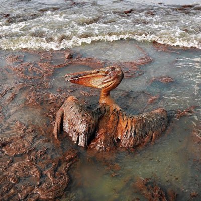 Oil and water don't mix ! Help donate and save marine animals at https://t.co/3Xwdv5L06n