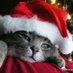 Ho! Ho! Holiday Viewing! (@SleepyKittyPaw) Twitter profile photo