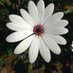 Celeste Pachano (@pachceleste) Twitter profile photo Celeste Pachano (@pachceleste) Twitter profile photo