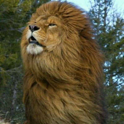 0birdfucker's profile picture. 