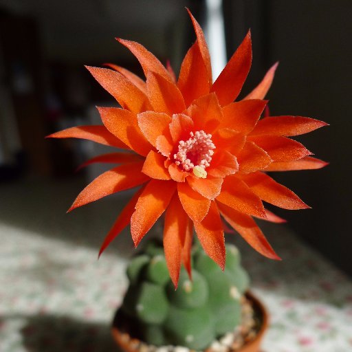 FredMcCoo's profile picture. 