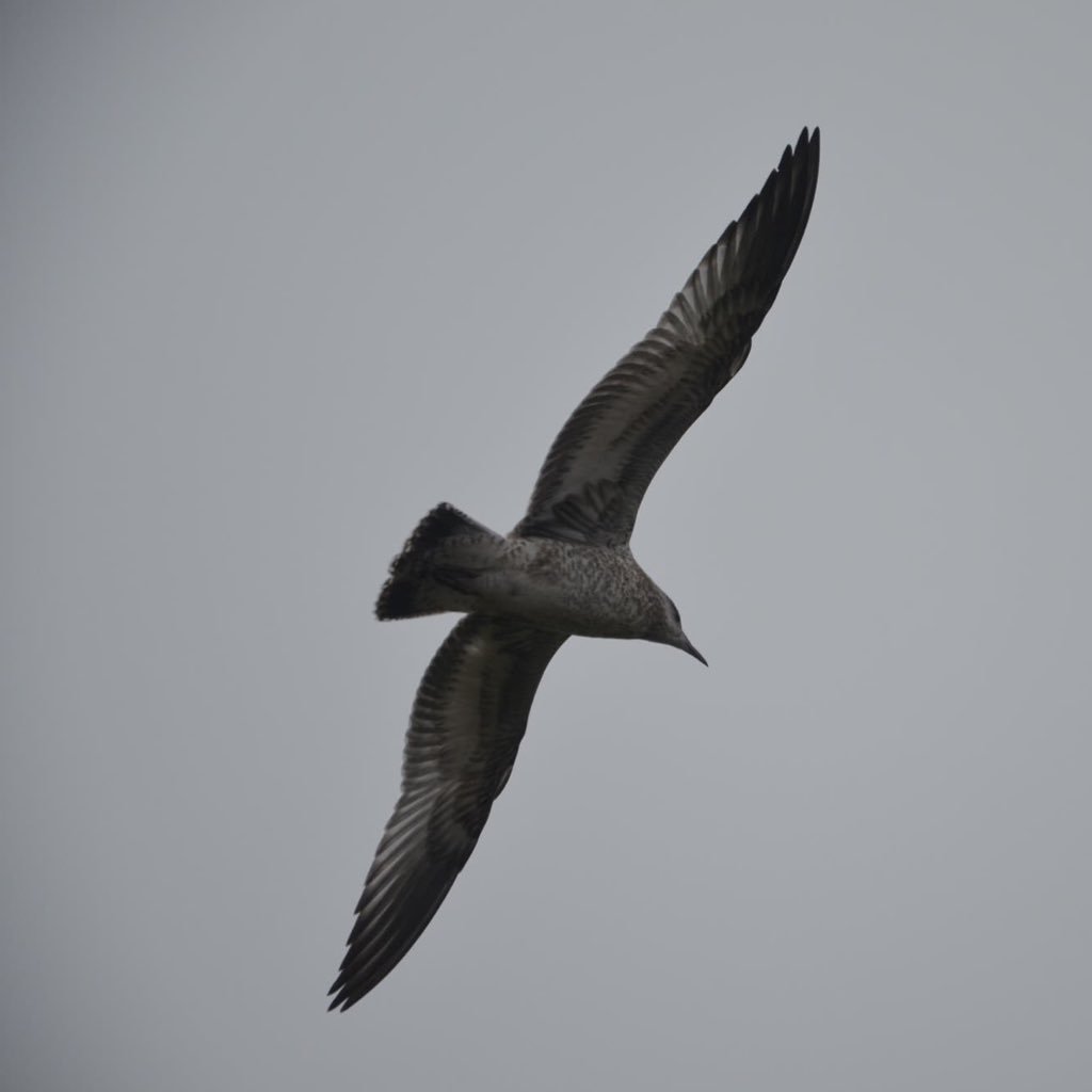 SinghGurasees's profile picture. Think. Write. Prosper. USC ‘22