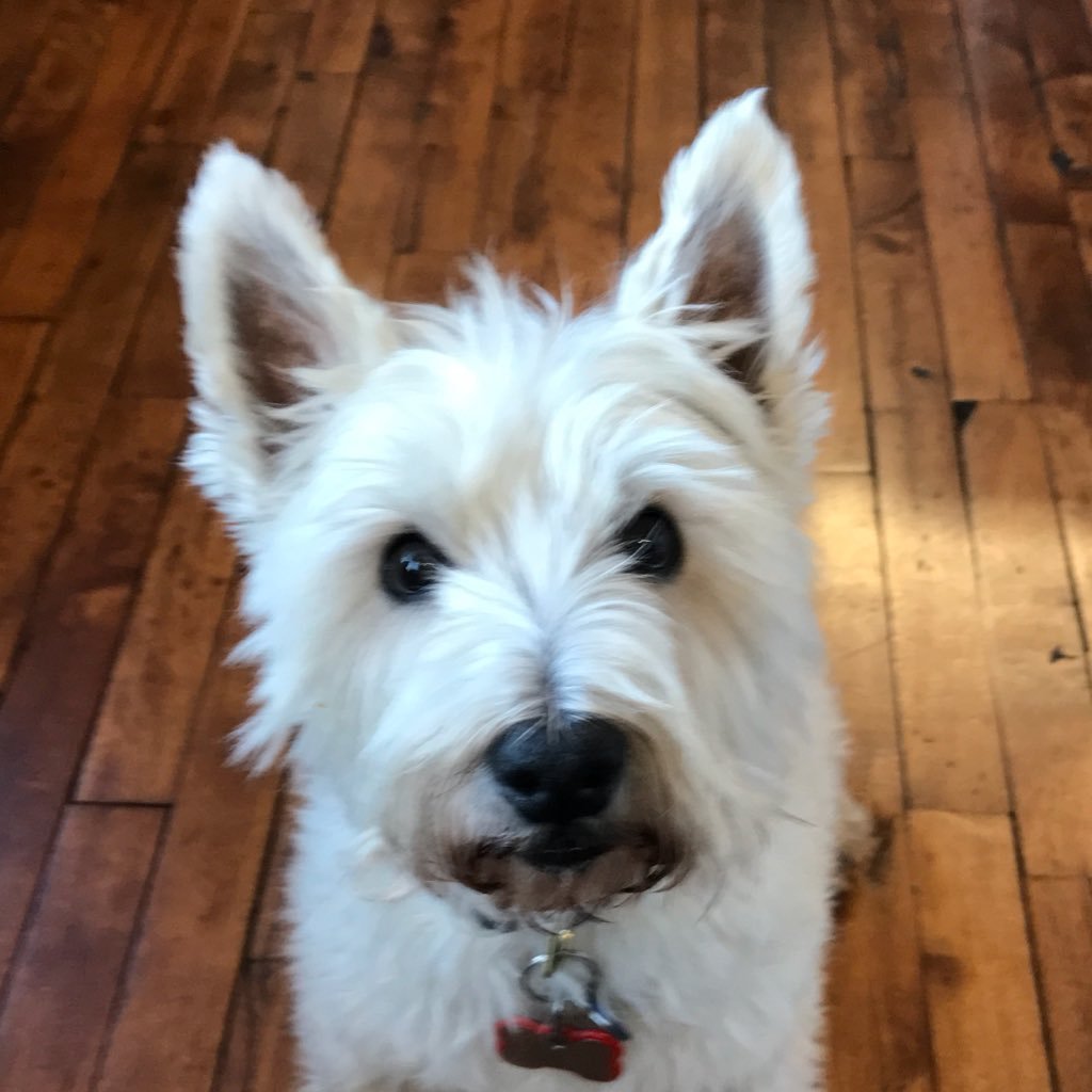 13 y.o. westie rescued from a puppy mill at 6 mos. I ❤️️ walking along the lake in Chicago, rolling in the grass and peanut butter. Instagram: @fitzieinthecity