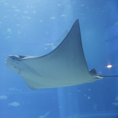 えい A Batoidea Twitter えい A Batoidea Twitter