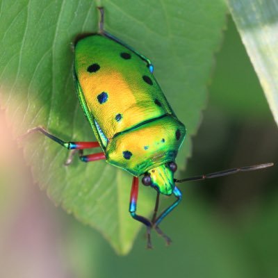 生き物に全然詳しくない東京の生物教師が、身近な自然観察を通して成長していく（ならいいな）アカウントです。 おもに東京都東部。E-M1 Mark Ⅱ, LAOWA 50mm MACRO, Godox tt350o