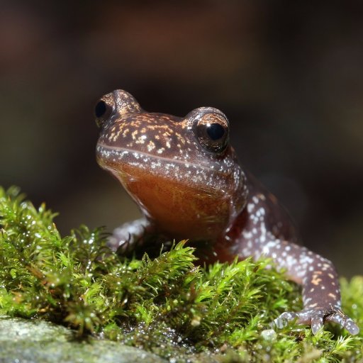 博物館の研究員。爬虫類・両生類の研究。特にハコネサンショウウオの分類と自然史。『見つけて検索！日本のカエルフィールドガイド』（文一総合出版）、『世界のカエル大図鑑』（柏書房） Curator of National Museum of Nature and Science, Japan (Herpetology)