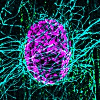 Eric Folker (@folker_lab) 's Twitter Profile