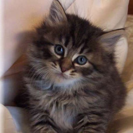 sandalipo's profile picture. 