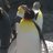 gang_penguin