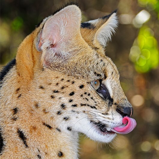 Post Grad Researcher, and Travel writer/wildlife photographer at The Wildlife Diaries. On a mission to see all species of wild cats in the wild.