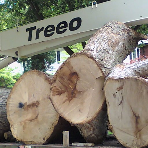 TreeoService's profile picture. Proudly serving our community for generations, Treeo offers experienced and certified professionals who strive to make our urban community sustainable.🌳🌲