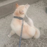 柴犬ふく A learning dog (Y. Ikeda)(@sigdig0605) 's Twitter Profile Photo
