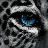 ابو نواف (@a009_t) 's Twitter Profile
