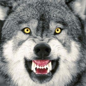 feral wolf, biter and tearer, enjoyer of the pleasures of the flesh and mind, all around nice guy. Blue check.