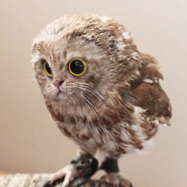 biubiubiubiu6's profile picture. Wildfire Researcher