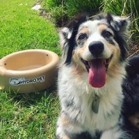 Hydro Pet (@thehydropet) 's Twitter Profile