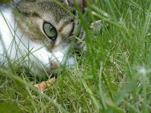 PenguinPatter's profile picture. 