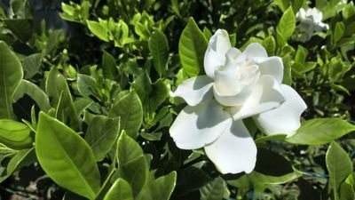 MLFenollosa's profile picture. 