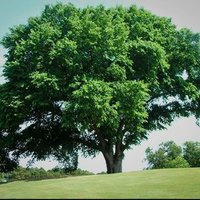 Elm - Foxfield (@elmfoxfield) 's Twitter Profile