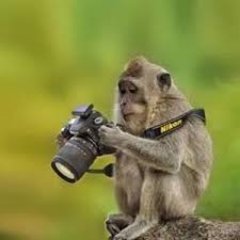 GODEKENSE, ROSARINO, LEPROSO, MCLAREN, SENNA, SODA, CERATI, FLOYD, MUSE y mucha musica +, y casi FOTOGRAFO
un mono con camara