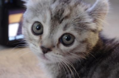 segekichi's profile picture. 社会人プロレスがむしゃらプロレスのリングアナウンサー。
最近、加齢によるお肌の荒れに必死に抵抗する中年男子です。