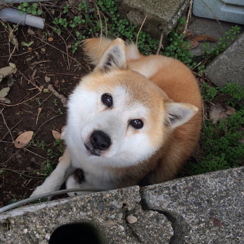 犬見知りの柴犬。我が家に来たのは2012年3月10日。その時推定7歳か10歳。元保護犬（動物美容院で保護）当時推定15歳。2017/8/8お空へと羽ばたきました🐕#柴犬🐕#柴犬みなみ🐕#みなみのアルバム🐕 #秘密結社老犬倶楽部天国支部🐕