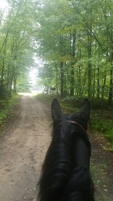 A glimpse into horses and horseownership through the eyes of an average recreational horse owner.