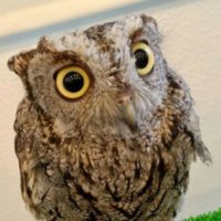 yumi (@yumienodeai) 's Twitter Profile Photo