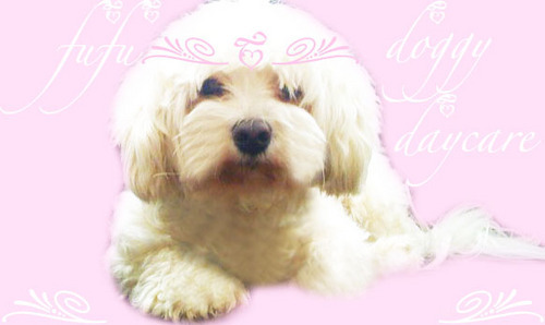 FuFu Doggy Daycare is specially catered to Small Breed Dogs. We treat your dog like part of the family while you are away.