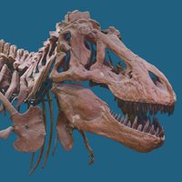 American Museum of Natural History (@amnh) 's Twitter Profile