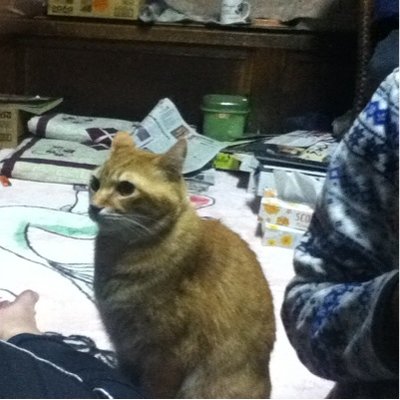 餅米mika ぎゃー Rt Nanura2 青森市の土佐犬脱走事件 飼い主が届出も狂犬病の予防接種もしていなかったとnhk Aomori