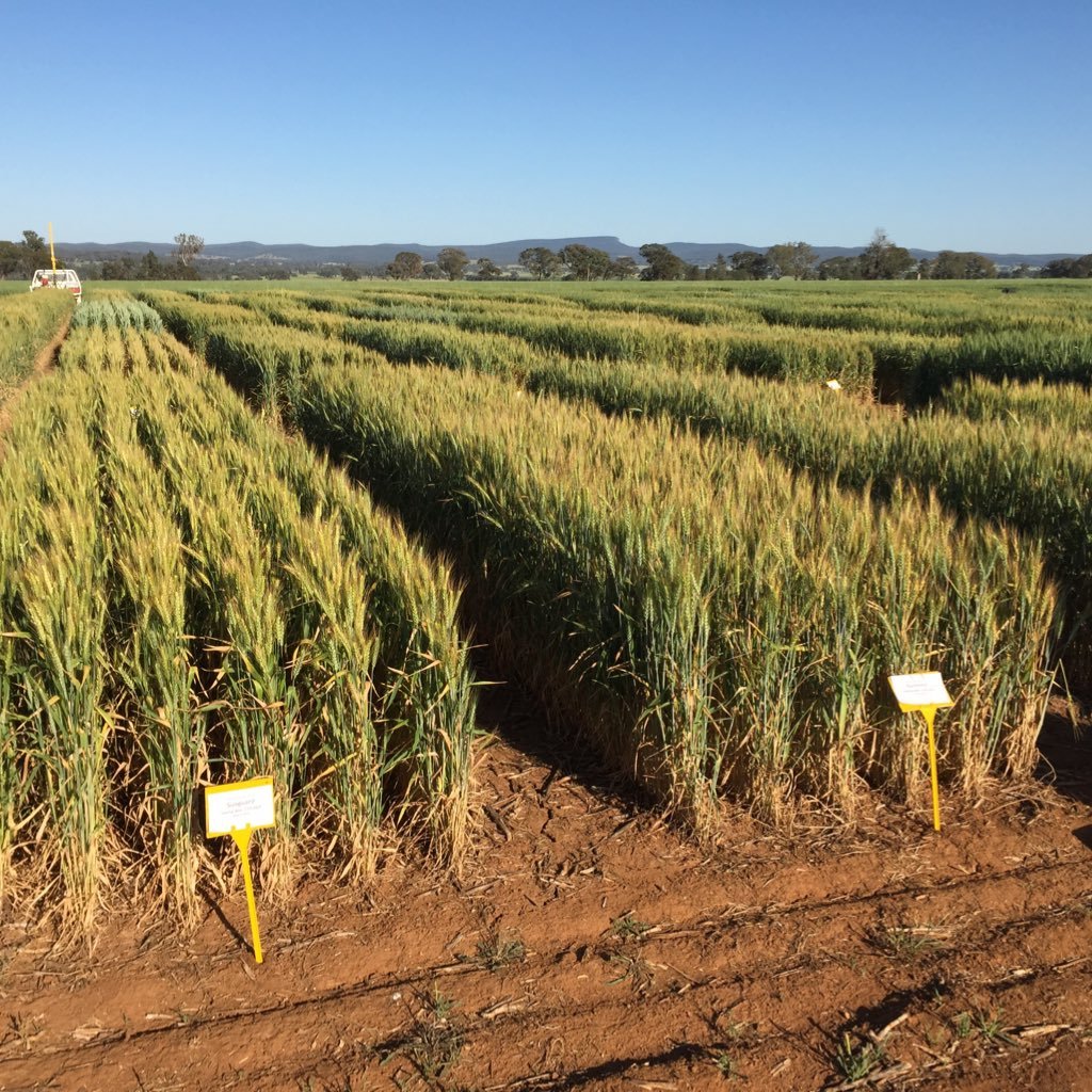 R&D Agronomist with NSW DPI, conducting dry land cropping research within central NSW.