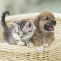 76B3KrlYXb1RnYh's profile picture. 保健所収容ペット達の時間をお伝えします。飼える方是非迎えにいってあげて下さい。ペットにも心はあります。人間で助けましょう。