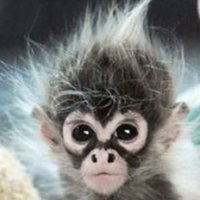 MonkeyofParis(@MonkeyofParis) 's Twitter Profile Photo
