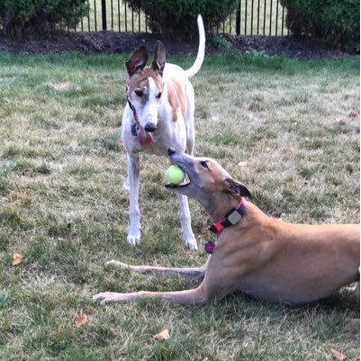 Raymond is a retired racer and Brandy never quite made it to the track! Our goal is to share with the world what great additions we are to any family!