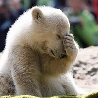 Deli Aşk (@organikayu) 's Twitter Profile Photo