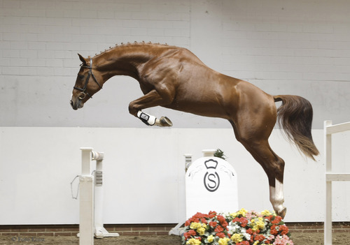 gfhstud's profile picture. 