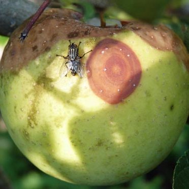 PSU Tree Fruit Pathology Program: disease updates/factoids/awesome pathogen pictures/misc stuff/Dr. Tree Fruit and Don Podcast: https://t.co/066UIbup1B