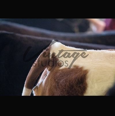 Farmtech27's profile picture. Farmer Father Husband and Red Deer Kinsmen Member. Love my wife and kids. Also bringing the farmer life to you live via Twitter