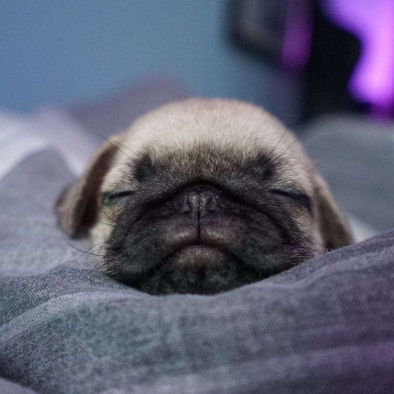 BigPuggo's profile picture. *Woof Woof* Official Account for @MorgzHudson Dog Puggo!