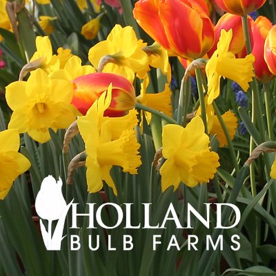 Gigantic Star Daffodil, Holland Bulb Farms