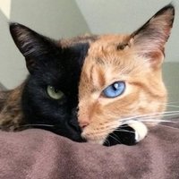 Lola García (@holls74) 's Twitter Profile