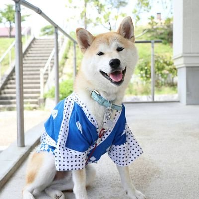 Uzivatel ノン吉 Na Twitteru 伊賀忍者犬 伊賀忍者村 伊賀 Igacity 忍者犬 Ninjadog 柴犬 ノン吉 Shibadog Uzivatel ノン吉 Na Twitteru 伊賀忍者犬 伊賀忍者村 伊賀 Igacity 忍者犬 Ninjadog 柴犬 ノン吉 Shibadog