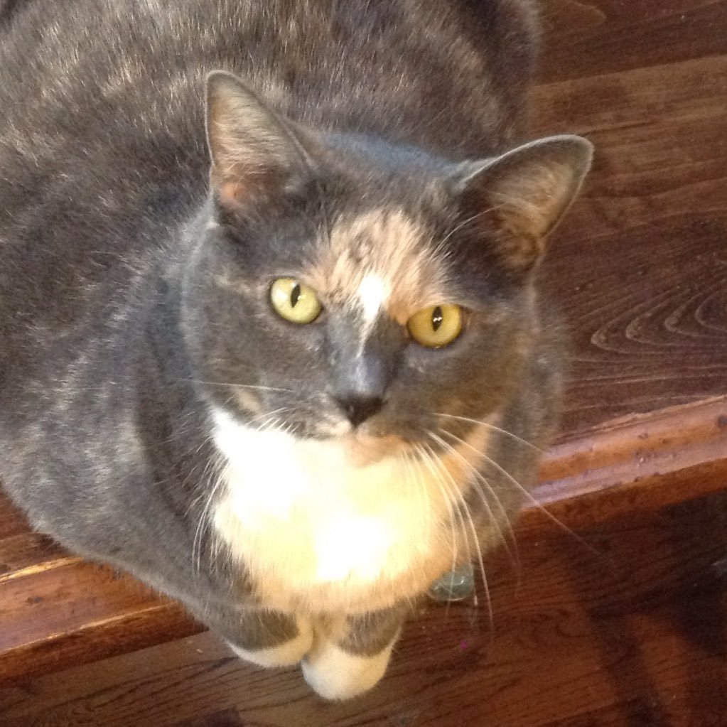 An angry human disguised as a bitter, obese kitty. Sarcasm at no extra charge. You're welcome.