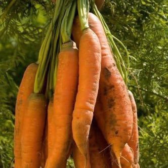 RB Organic growers, grow, pack & market UK organic vegetables & potatoes to leading UK retailers. Follow our crops & buy them from all UK retailers