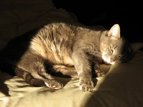 MeganPowellVreeswijk