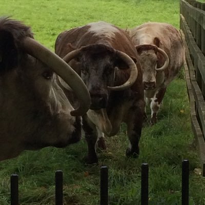 aquafraoch's profile picture. 