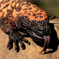 Lizard (@lizardlicky) 's Twitter Profile